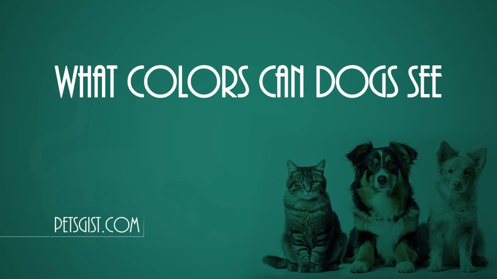 What Colors Can Dogs See