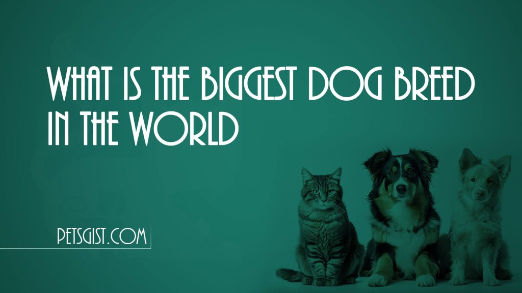 What is the Biggest Dog Breed in the World